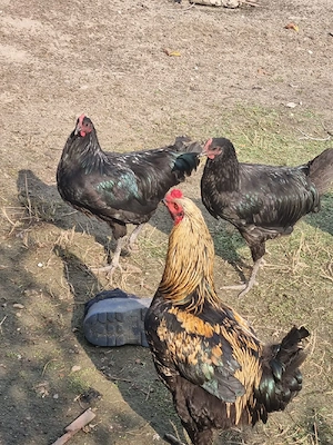 Cocoși Australorp de vanzare - imagine 5