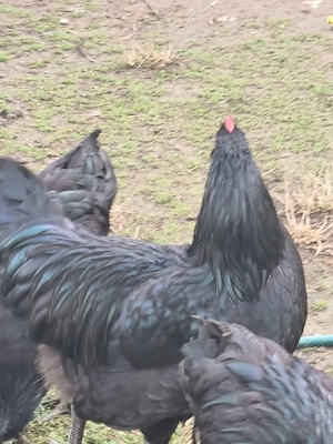 Cocoși Australorp de vanzare - imagine 2