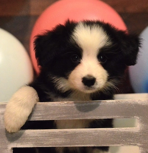 Pui border collie cu pedigree FCI - imagine 2