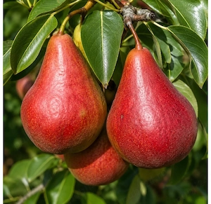 Pere culese pentru pălincă 