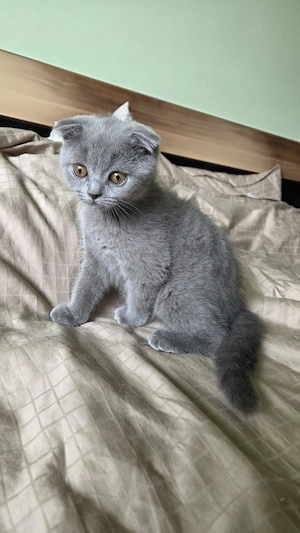 Fetiță Scottish fold de vânzare - imagine 3
