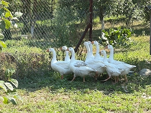 De vânzare gâște per bucată  - imagine 2