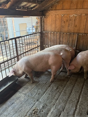 porci 80-110kg - imagine 2
