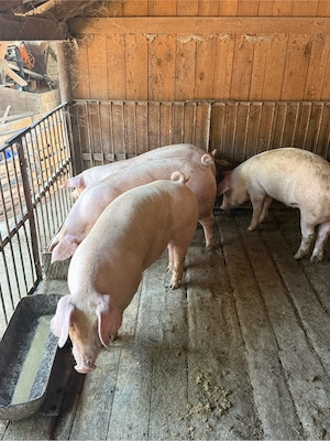 porci 80-110kg - imagine 3