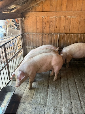 porci 80-110kg