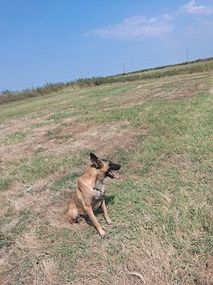 mascul de malinois 