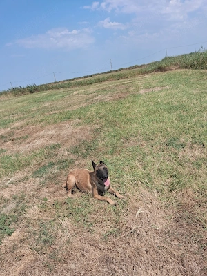 mascul de malinois  - imagine 2