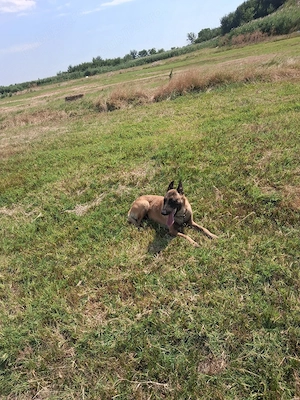 mascul de malinois  - imagine 5