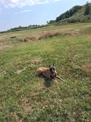 mascul de malinois  - imagine 3