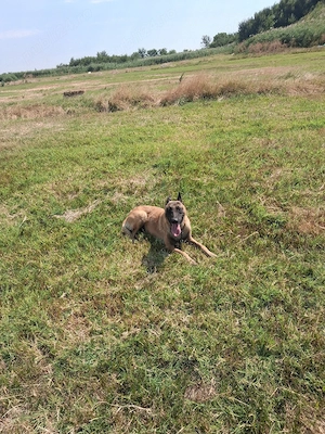 mascul de malinois  - imagine 4
