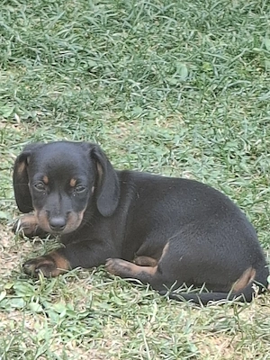 Teckel negru cu pete de foc