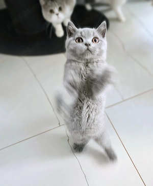 British blue băiat ci pedigree  - imagine 4
