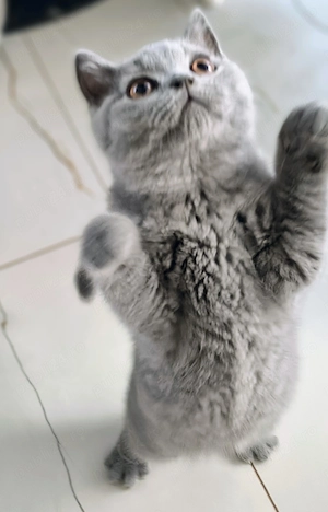 British blue băiat ci pedigree  - imagine 5