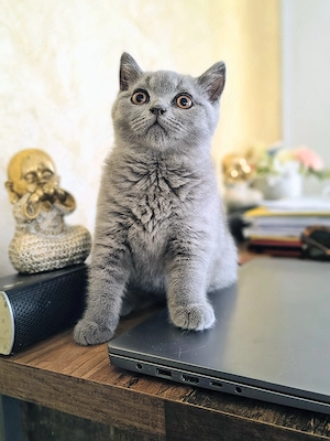 British blue băiat ci pedigree  - imagine 2