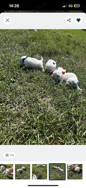pui de bichon 4 săptamăni  ne cautm familii iubitoare  - imagine 4