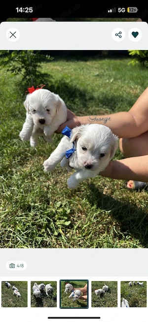pui de bichon 4 săptamăni  ne cautm familii iubitoare  - imagine 2