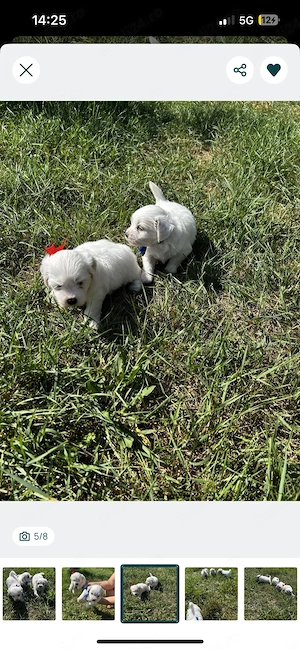 pui de bichon 4 săptamăni  ne cautm familii iubitoare 