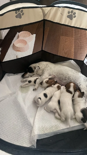 jack Russel  - imagine 3