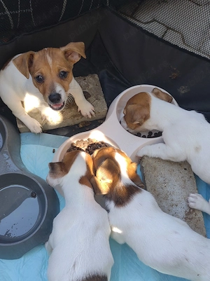 jack Russel 