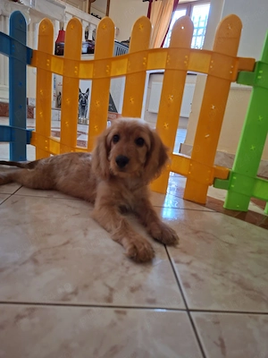 cockpoo fetiță și baiat 