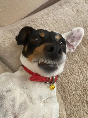 jack Russel  - imagine 4