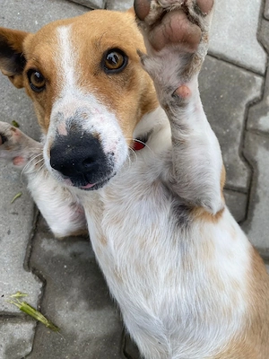 jack Russel  - imagine 5