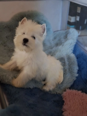 westie fetiță 