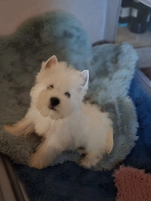 westie fetiță  - imagine 2