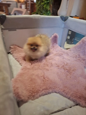 Pomeranian 