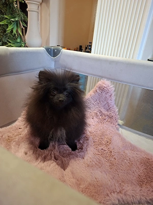 Pomeranian  - imagine 2