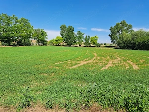 Casa de vanzare Valea Nucarilor (Tulcea) - 2000 mp teren - imagine 4