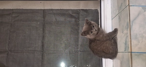 Vând pui de british shorthair - imagine 5