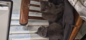 Vând pui de british shorthair - imagine 3