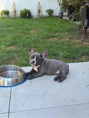 Bulldog francez Fetiță