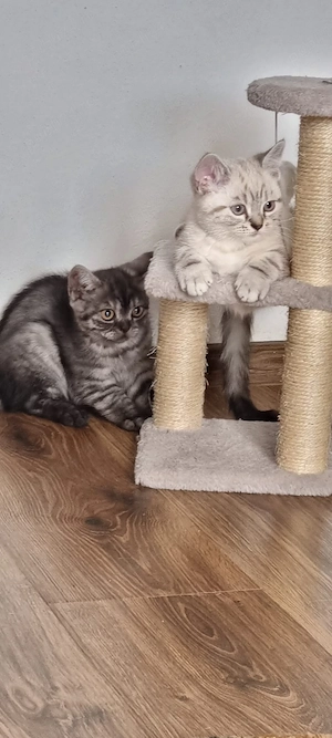 pisici britis shorthair tabby si point  - imagine 2