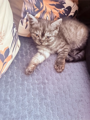 pisici britis shorthair tabby si point  - imagine 4
