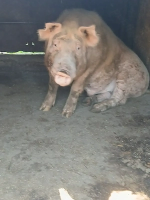 Se vinde porci