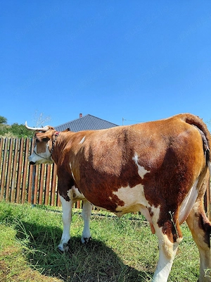 vaca de vânzare ptr mai multe detalii   