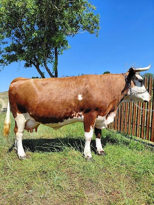 vaca de vânzare ptr mai multe detalii    - imagine 4