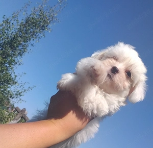Vand cățeluși bichoni 