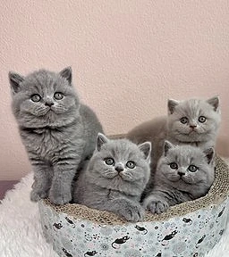 british shorthair rasa pura cu pedigree 