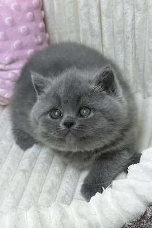 british shorthair rasa pura cu pedigree  - imagine 5