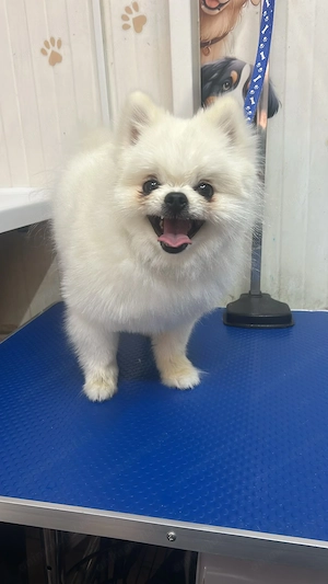 Pomeranian boy  12 luni 
