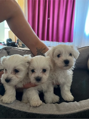bichon maltez mini toy - imagine 4