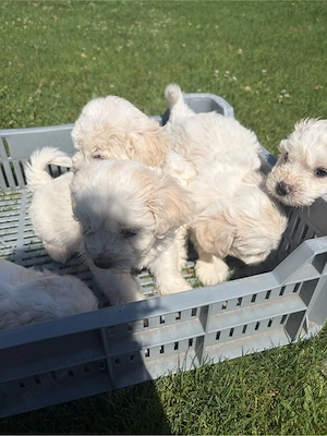 vand bichon 
