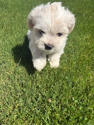 vand bichon  - imagine 4