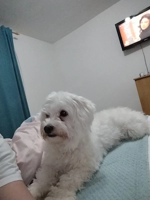 Bichon Havanez 