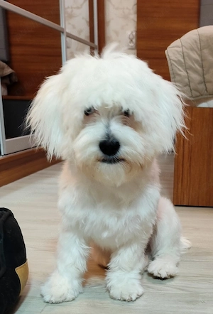 Bichon Maltez 
