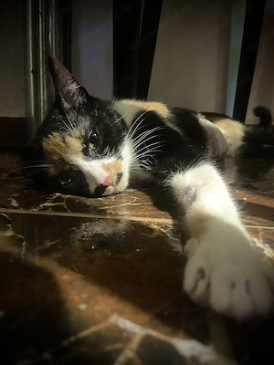 Miti are nevoie urgenta de adoptie pana Marti! - imagine 4