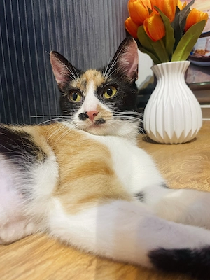 Miti are nevoie urgenta de adoptie pana Marti!